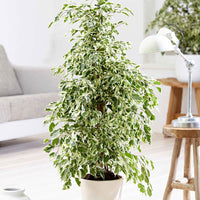 Figuier pleureur Ficus benjamina 'Twilight' - Grandes plantes d'intérieur