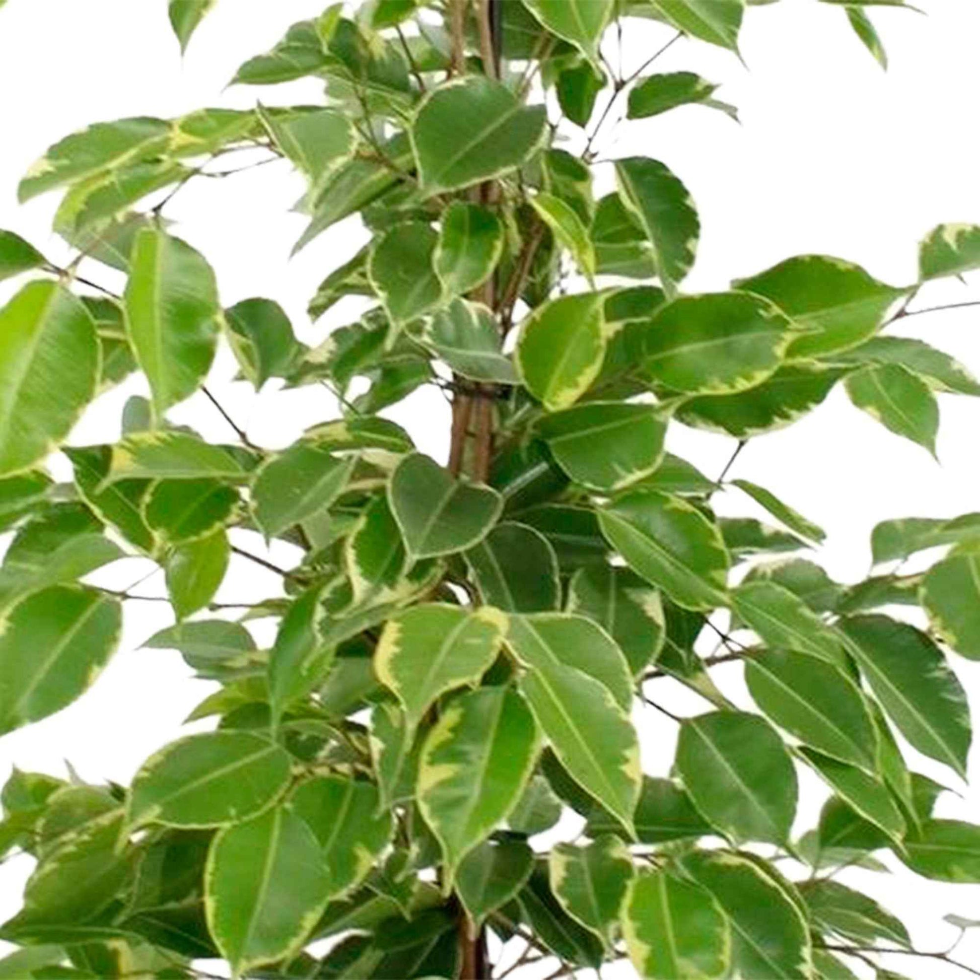Figuier pleureur Ficus benjamina 'Golden King' - Plantes d'intérieur