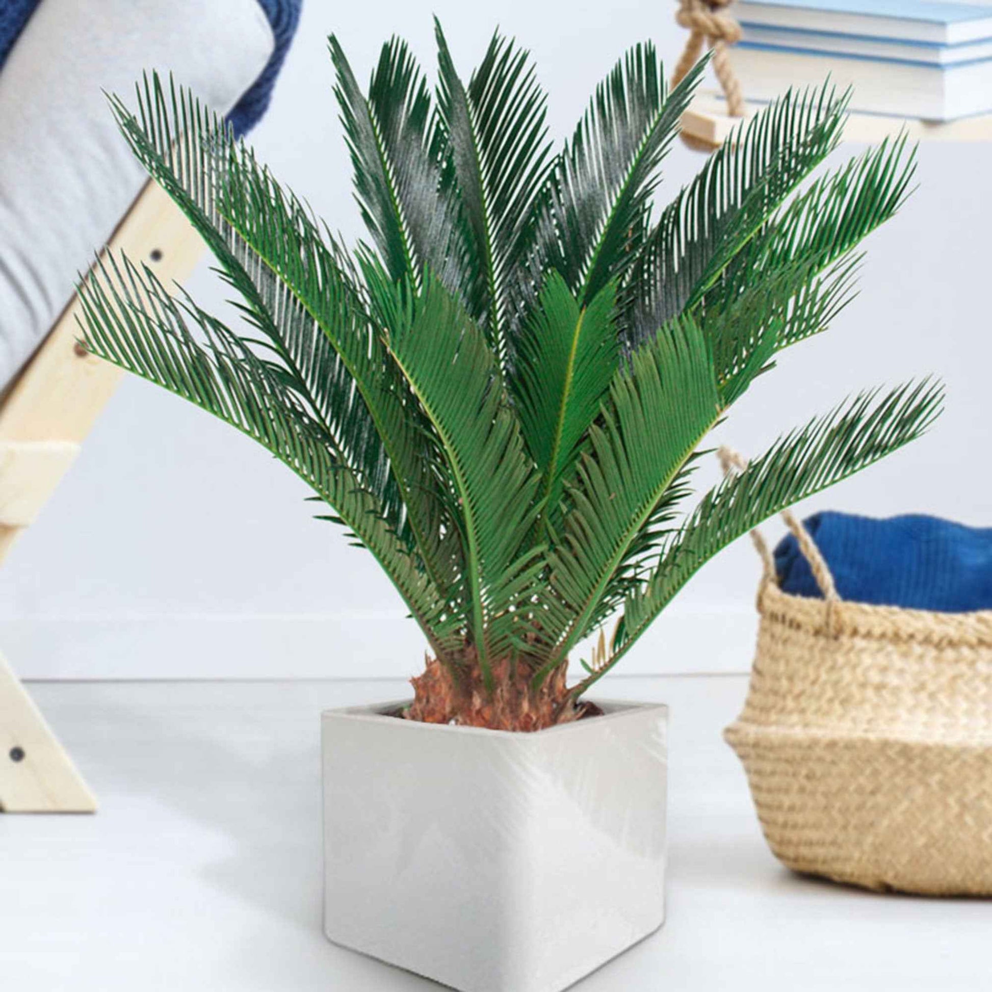Le palmier: une plante d'intérieur exclusive – Bakker.com