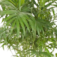 Palmier nain du Mexique Chamaedorea elegans XL - Plantes d'intérieur
