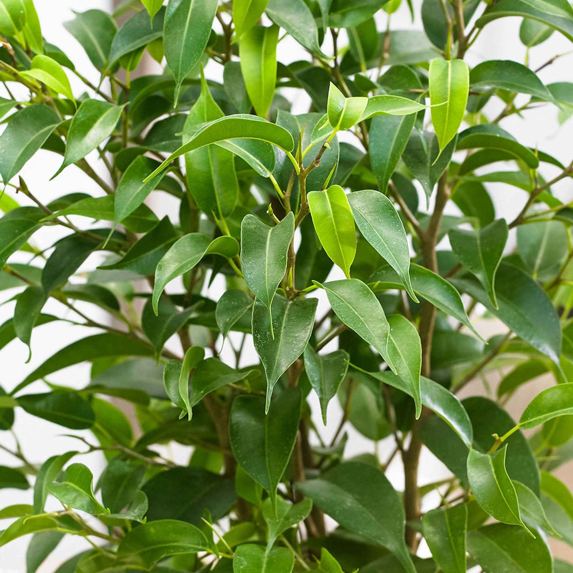 2x Figuier pleureur Ficus benjamina 'Natasja' - Plantes pour le salon