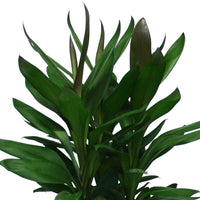 Épinard hawaïen Cordyline 'Glauca' - Plantes d'intérieur : les tendances actuelles