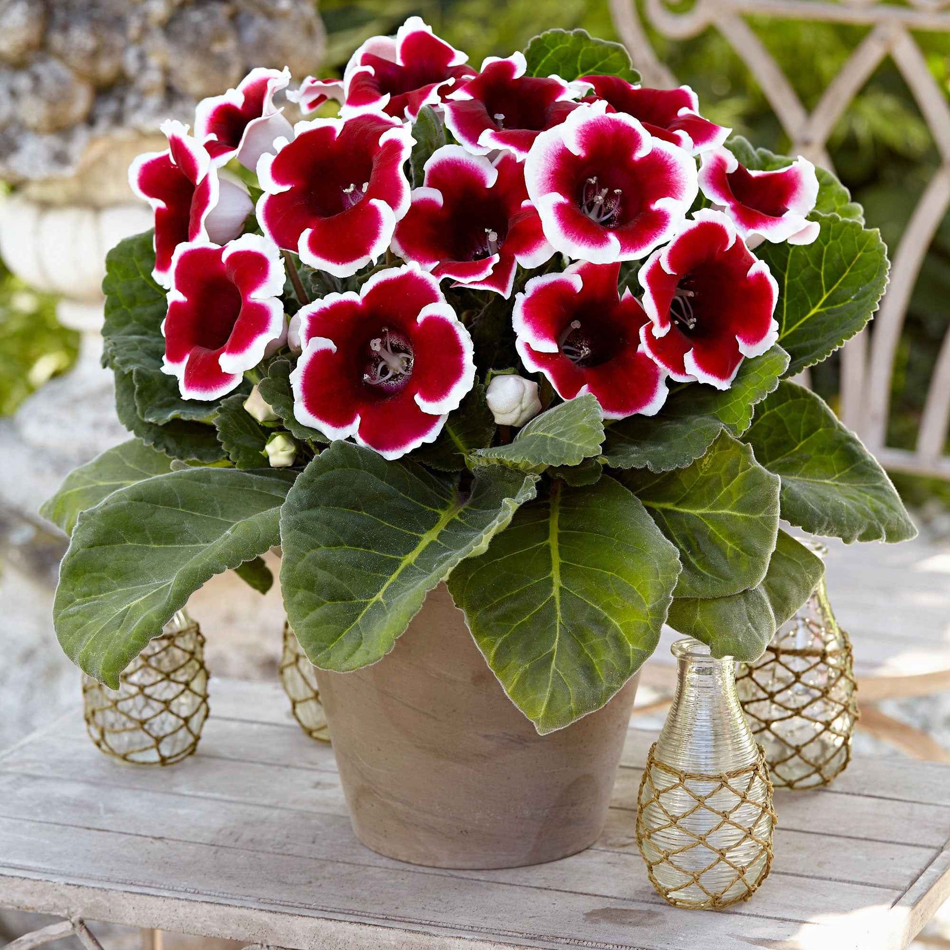 2x Gloxinia 'Kaiser Friedrich' rouge-blanc - Plus de bulbes de fleurs