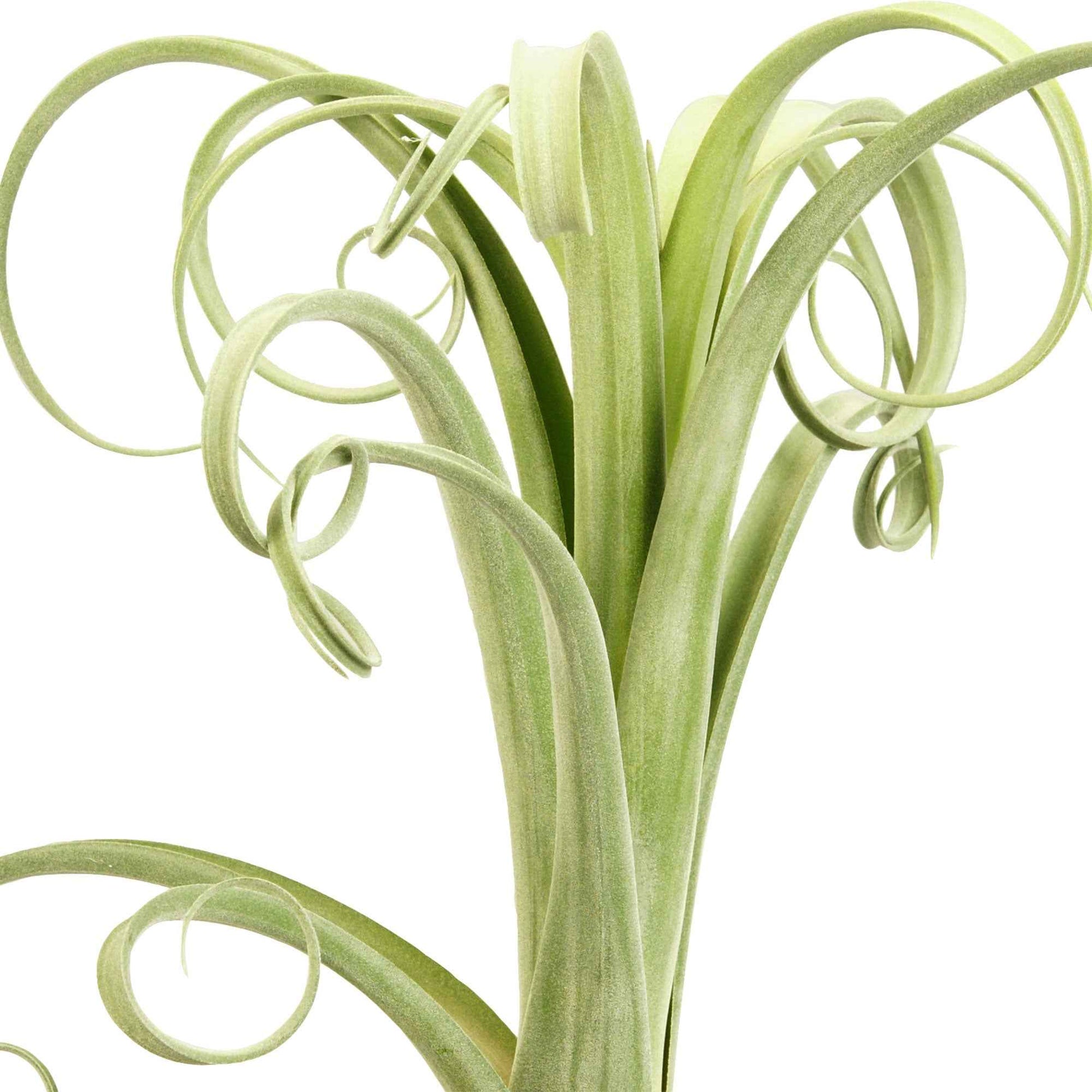 Bromélia Tillandsia 'Curly Slim' avec pot décoratif - Bromélia