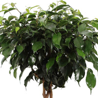 Figuier pleureur Ficus benjamina 'Daniëlle' - tige tressée - Grandes plantes d'intérieur
