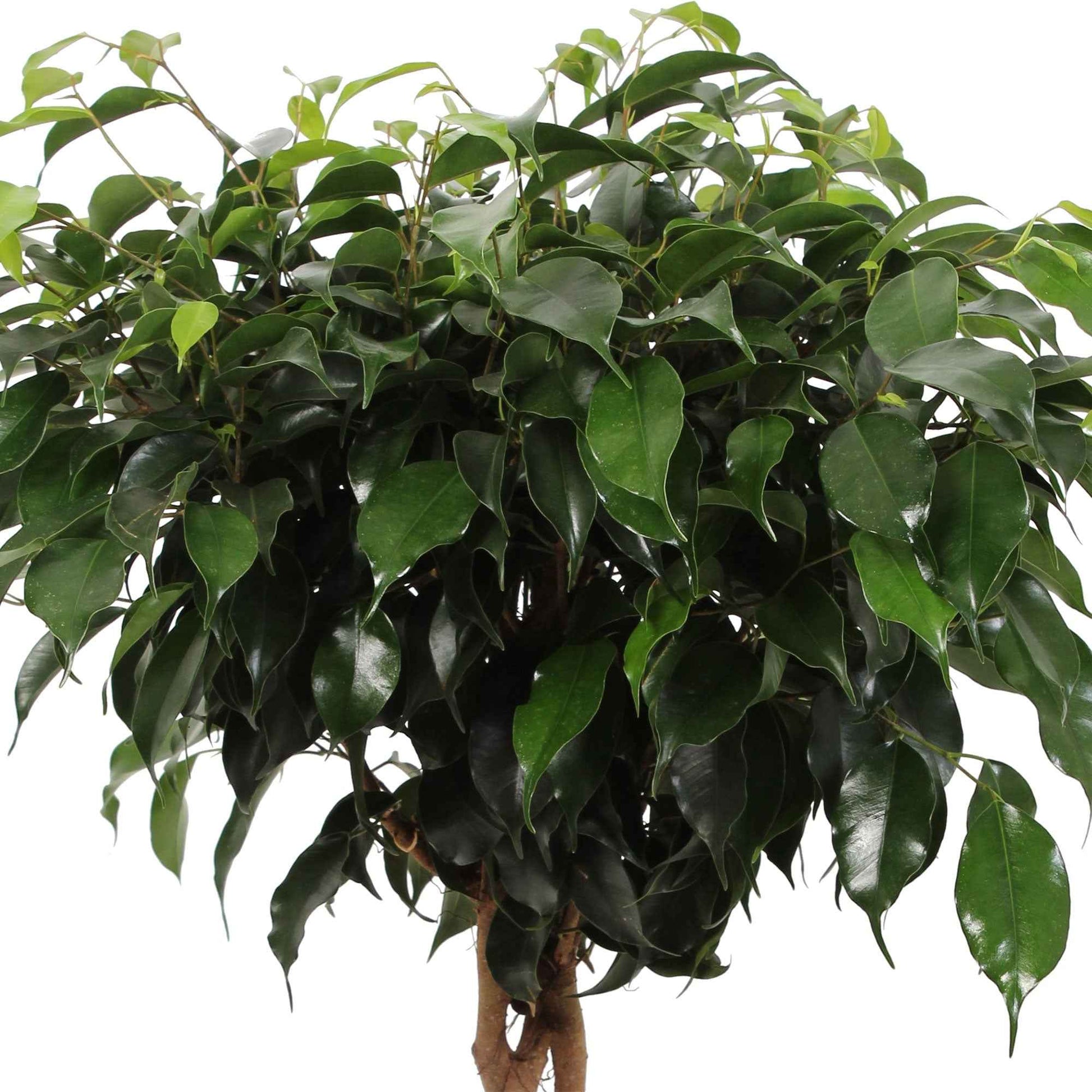 Figuier pleureur Ficus benjamina 'Daniëlle' - tige tressée - Plantes d'intérieur