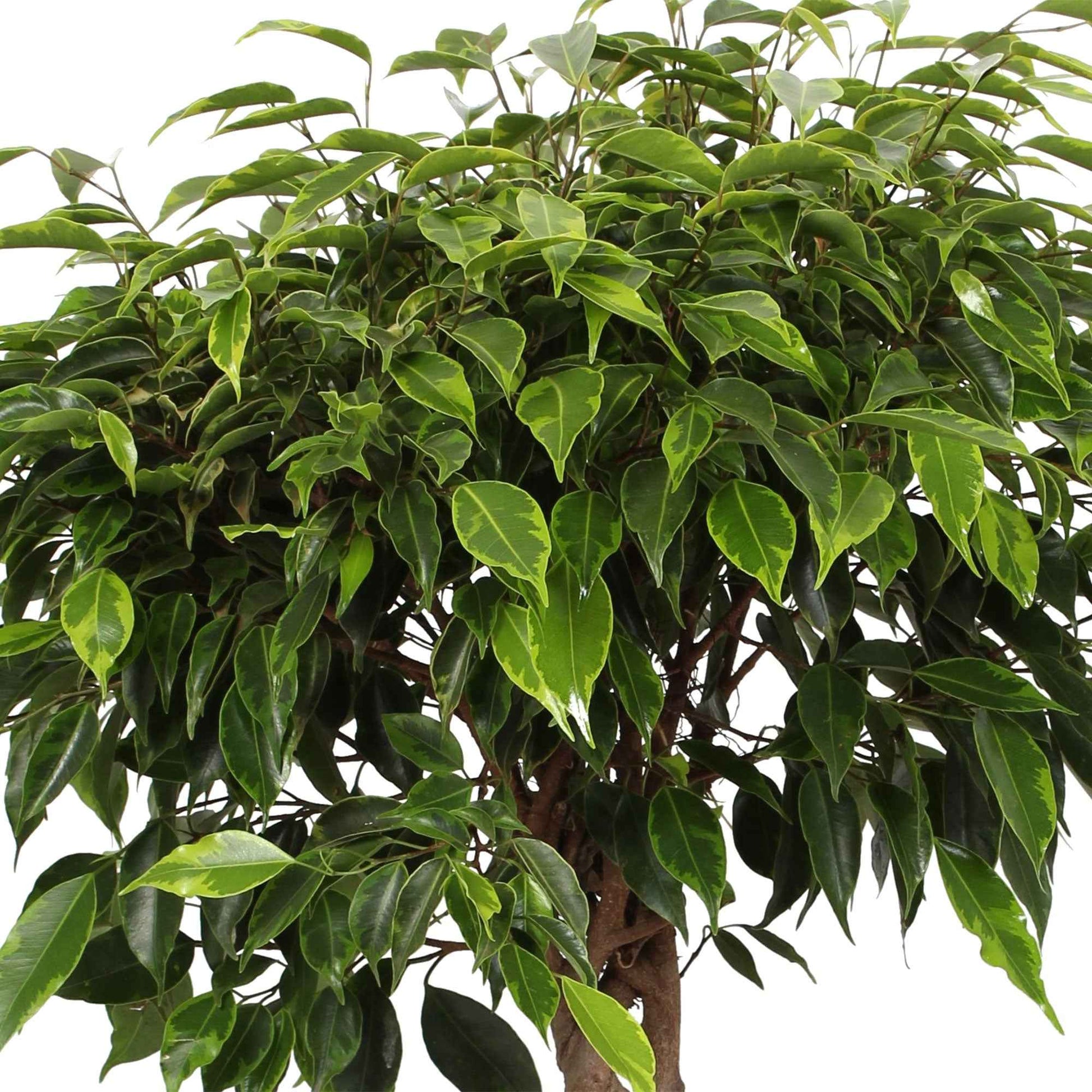 Figuier pleureur Ficus benjamina 'Anastasia' - tronc tressé - Plantes d'intérieur