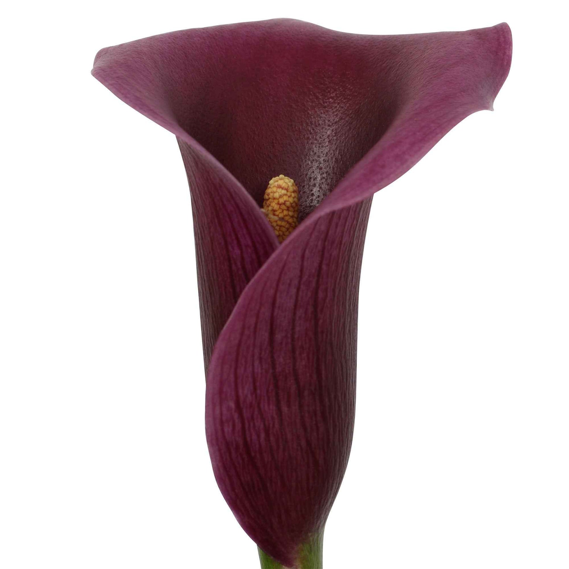 2x Arum Zantedeschia 'Paco' violet - Bulbes de fleurs en pot