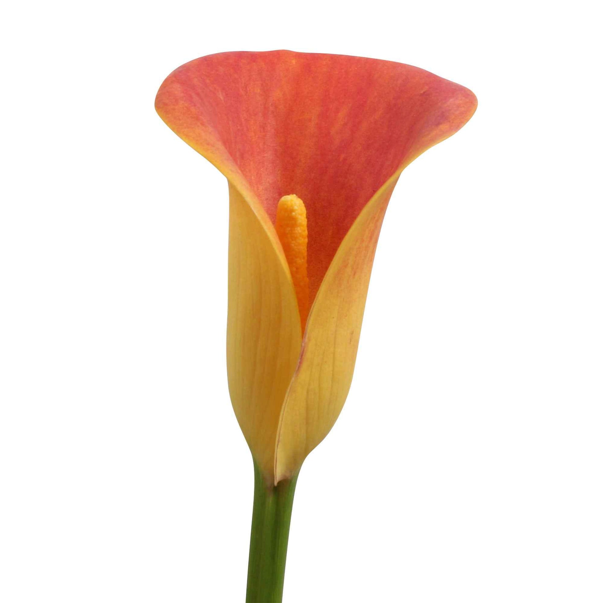 Arum Zantedeschia 'Moring Sun' orangé - Bulbes à fleurs