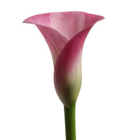Arum 'Garnet Glow' Rose - Bulbes à fleurs