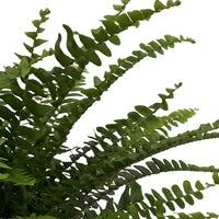 Fougère de Boston Nephrolepis 'Green Lady' incl. cache-pot en béton - Ensembles de plantes d'intérieur