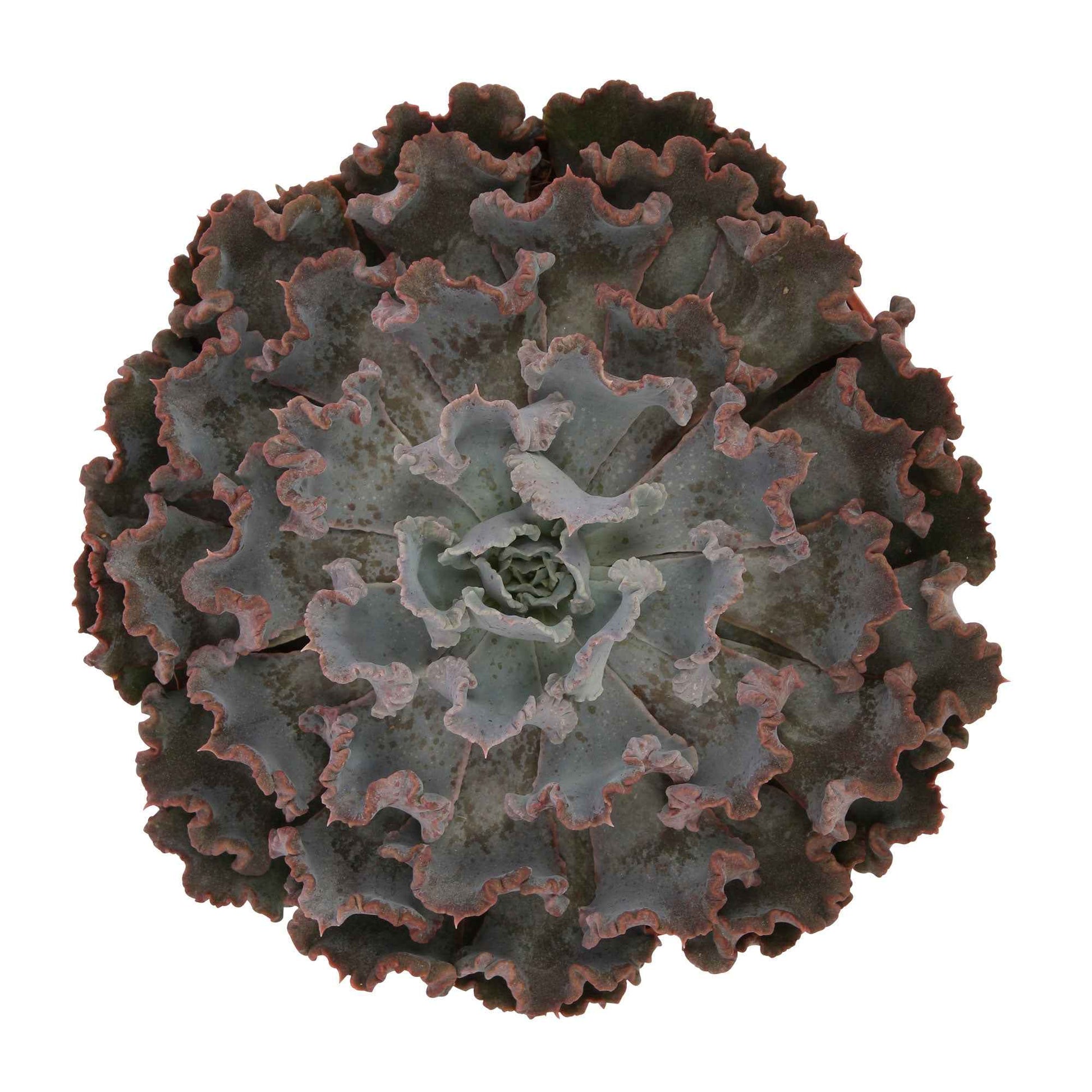 3x Echeveria 'Curly Pearl' - Plantes d'intérieur