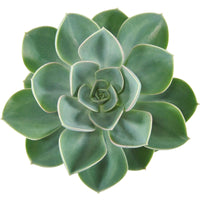 3x Succulente Echeveria 'Green Pearl' - Plantes d'intérieur