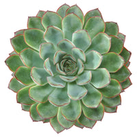 3x Succulente Echeveria pulidonis - Facile d’entretien