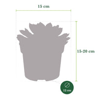 3x Succulente Echeveria pulidonis - Plantes d'intérieur : les tendances actuelles