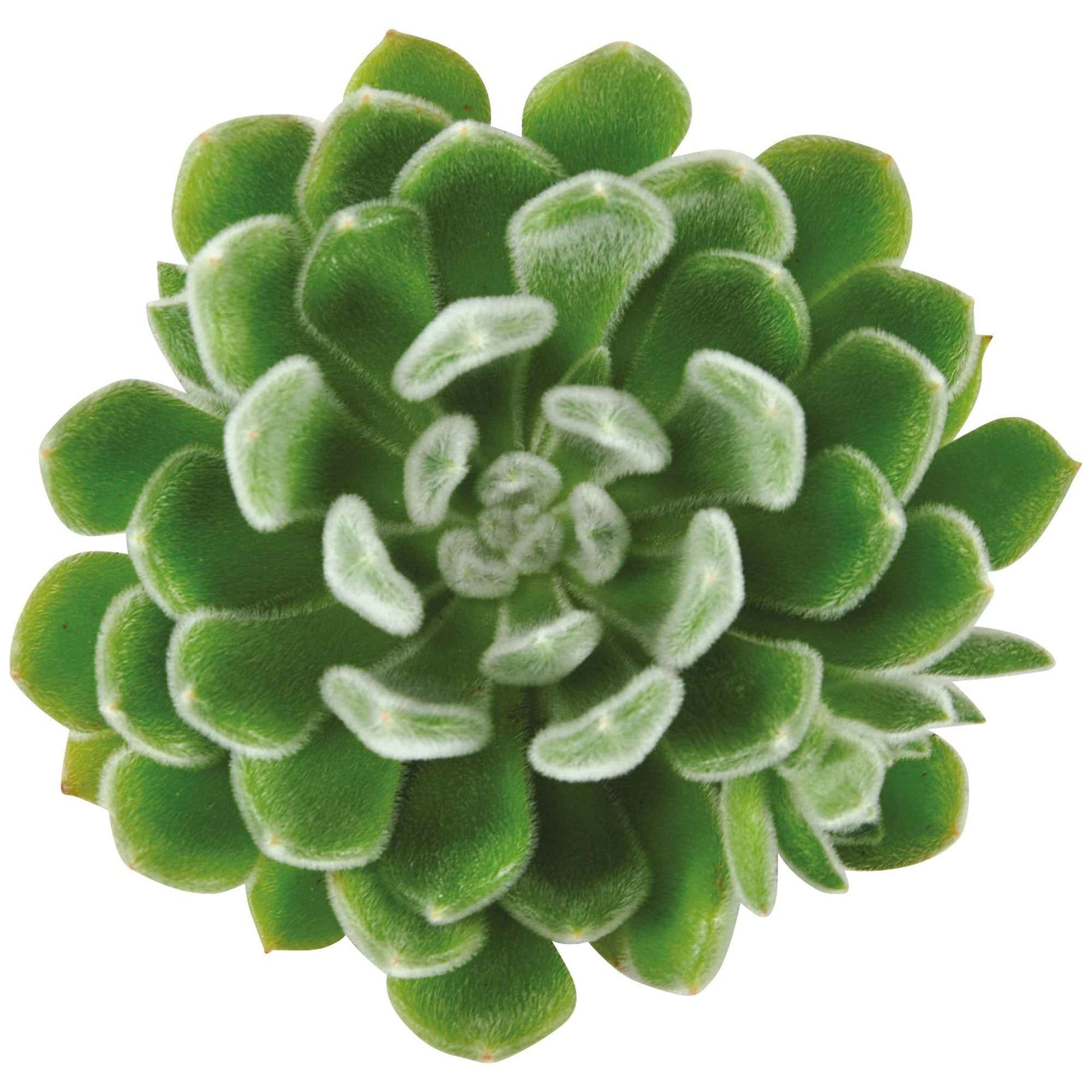 3x Succulente Echeveria setosa - Facile d’entretien