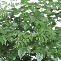 Radermachera sinica - Plantes d'intérieur : les tendances actuelles