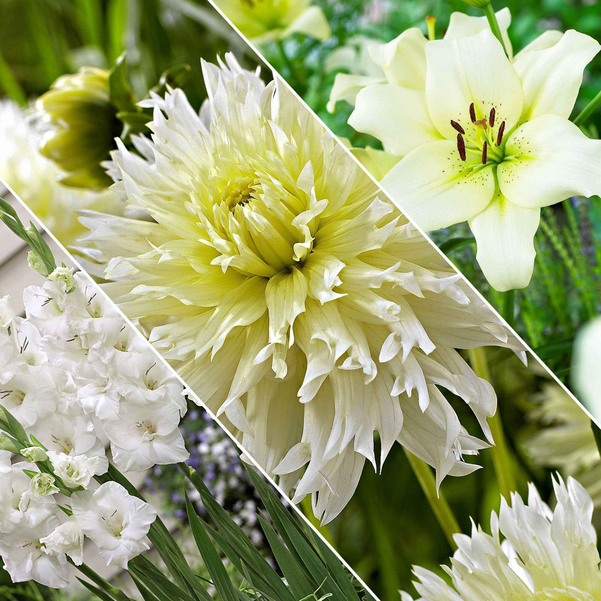 30x Bulbes de fleurs - Mélange 'Hello Summer!' blanc - Bulbes d'été