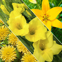 30x Bulbes de fleurs - Mélange 'Hello Summer!' jaune - Bulbes d'été