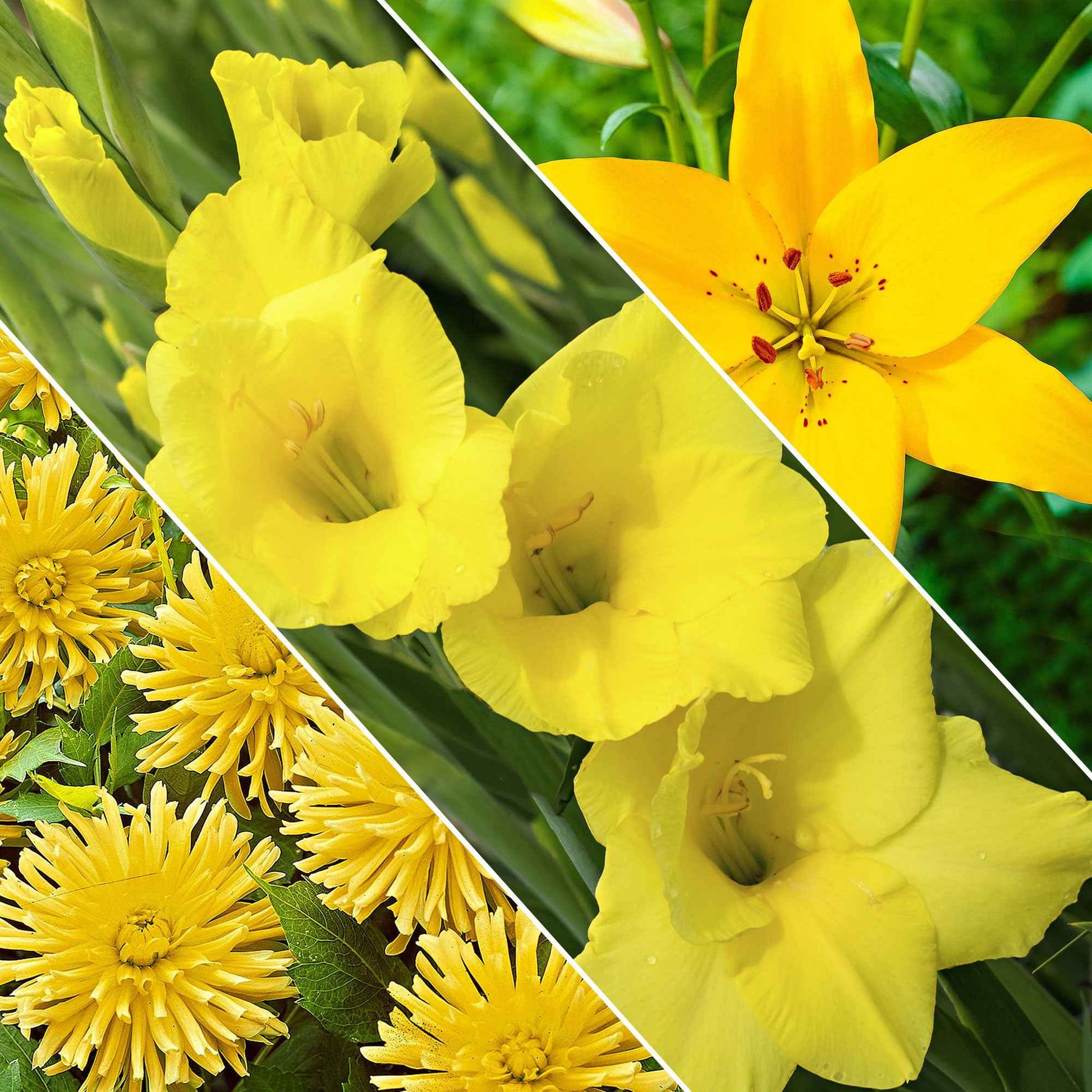 30x Bulbes de fleurs - Mélange 'Hello Summer!' jaune - Bulbes d'été