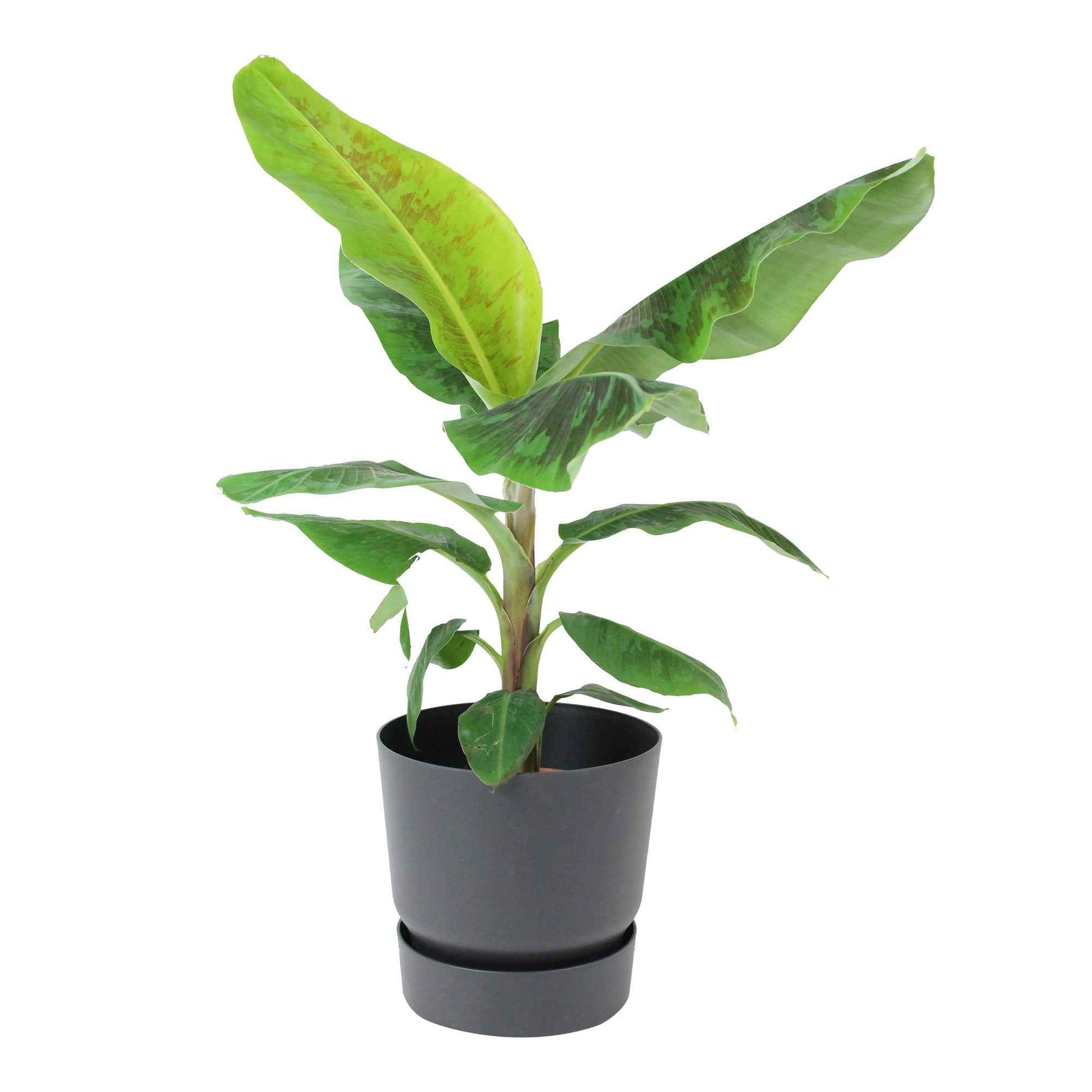 Bananier Musa 'Cavendish' avec pot décoratif noir - Plantes d'intérieur avec cache-pot