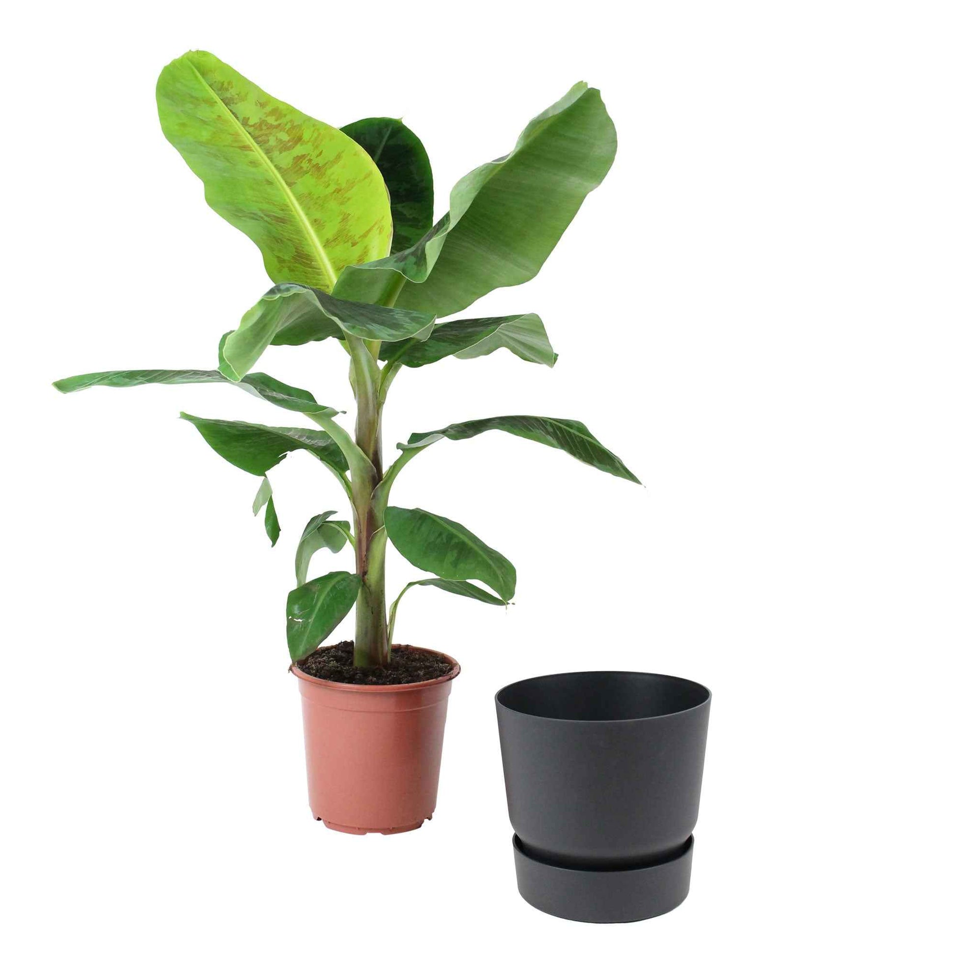 Bananier Musa 'Cavendish' avec pot décoratif noir - Plantes d'intérieur : les tendances actuelles