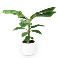 Bananier Musa 'Cavendish' avec pot décoratif - Plantes d'intérieur