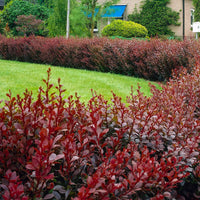 3x Épine-vinette 'Admiration' rouge - Plantes rustiques
