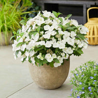 Hortensia Hydrangea 'Runaway Bride' Blanc - Arbustes à fleurs