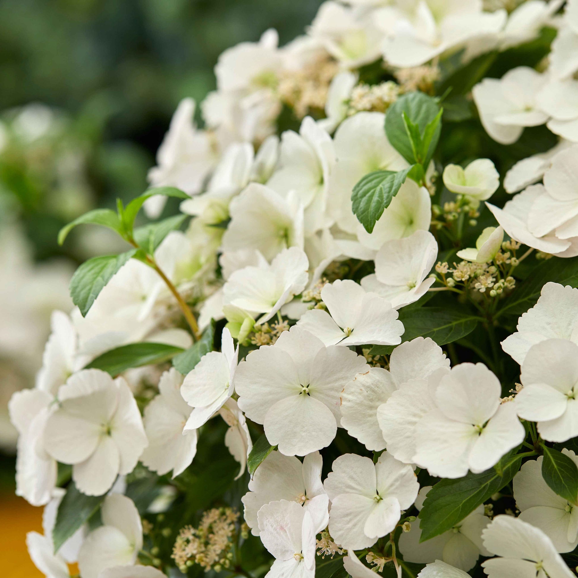 Hortensia Hydrangea 'Runaway Bride' Blanc - Buissons fleuris