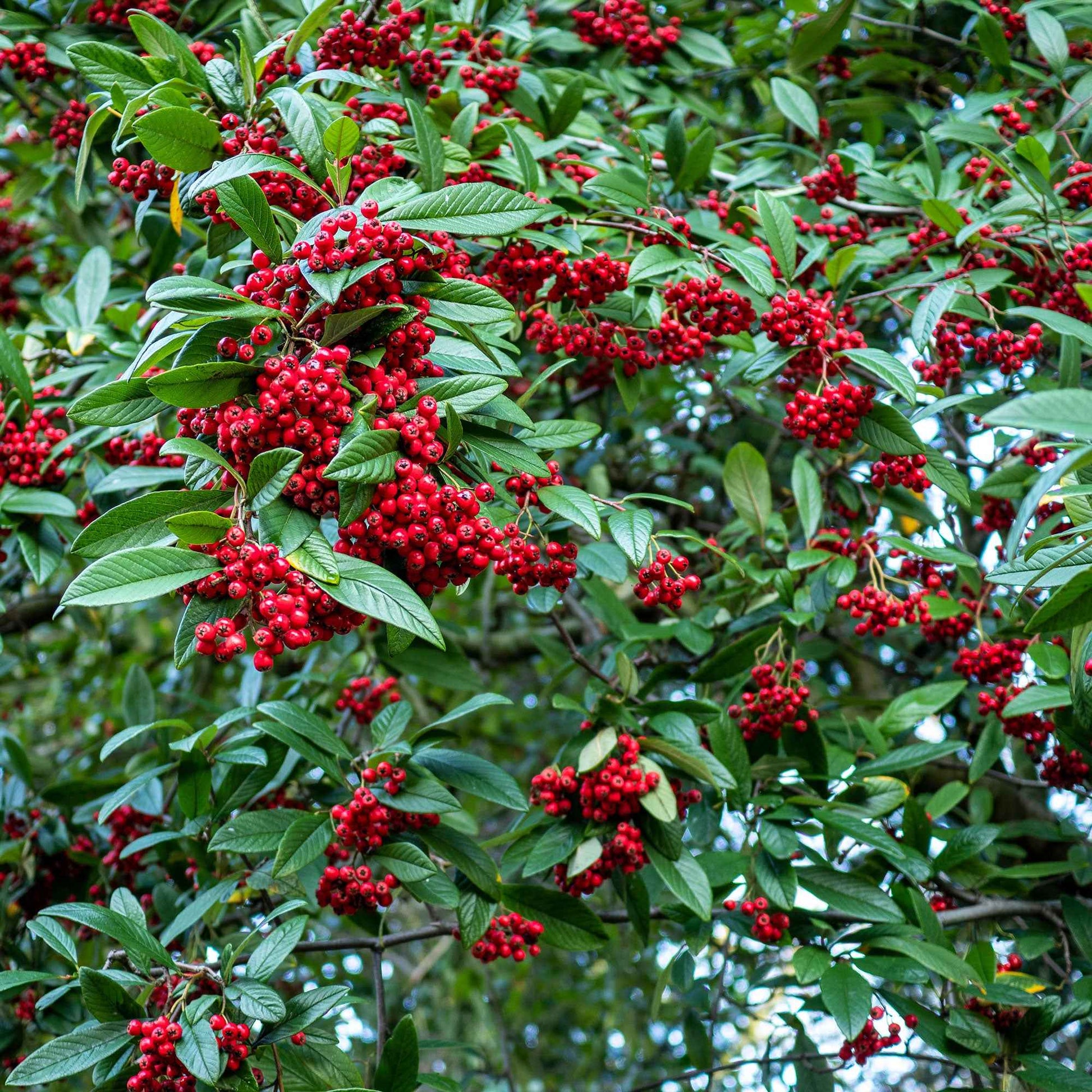 6x Cotoneaster simonsii - Arbustes