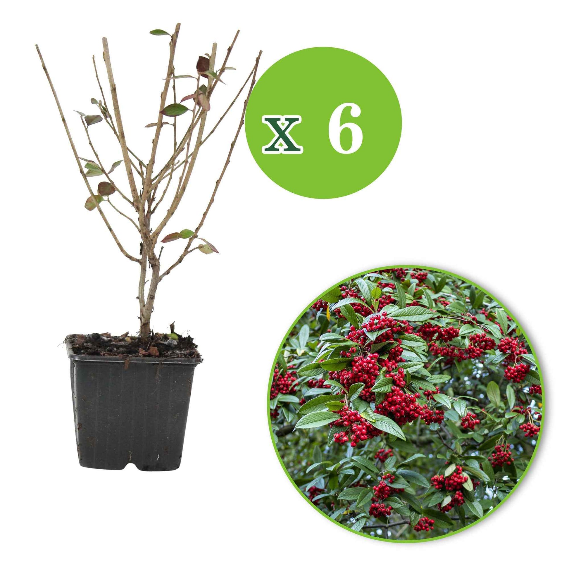 6x Cotoneaster simonsii - Arbustes fleuris