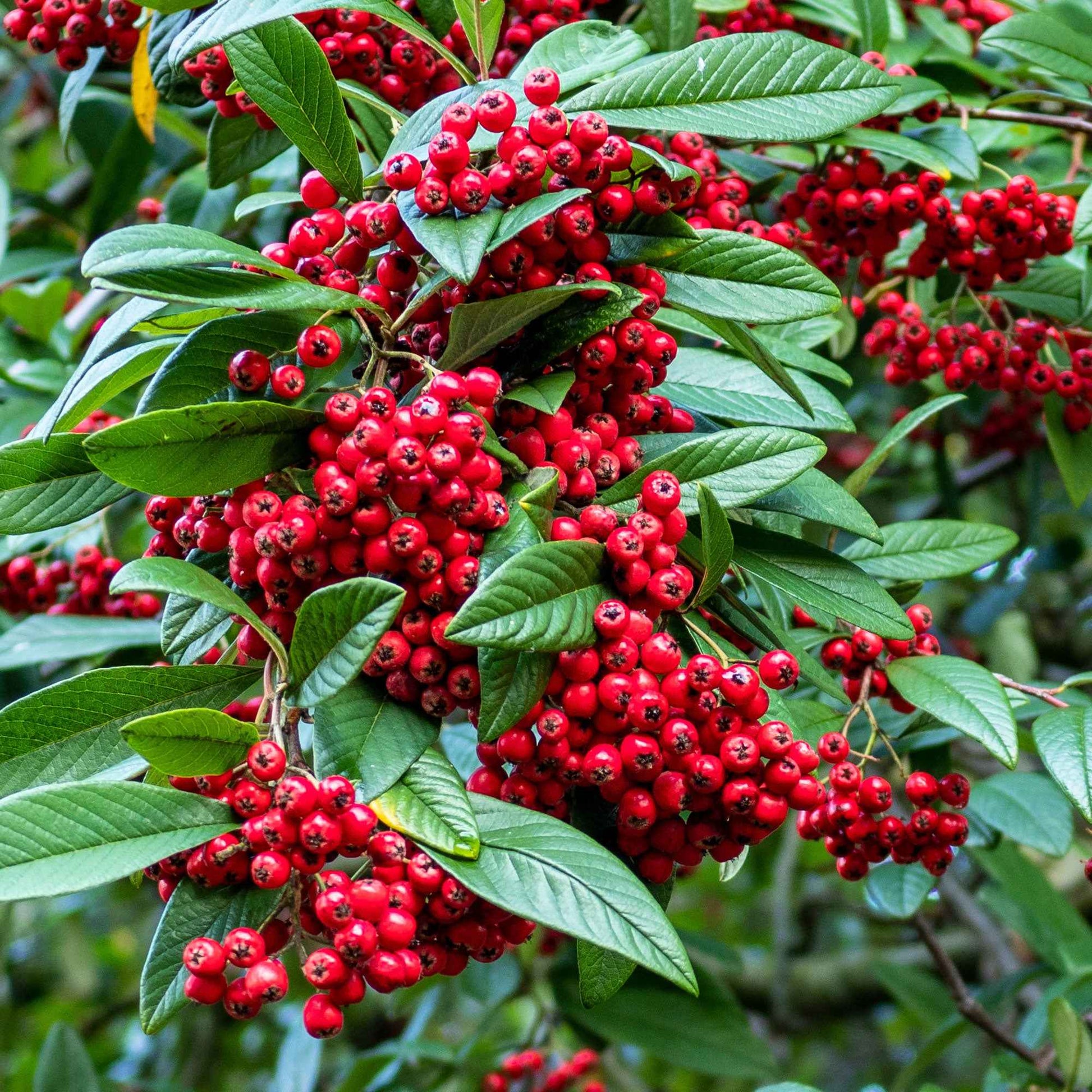 6x Cotoneaster simonsii - Caractéristiques des plantes