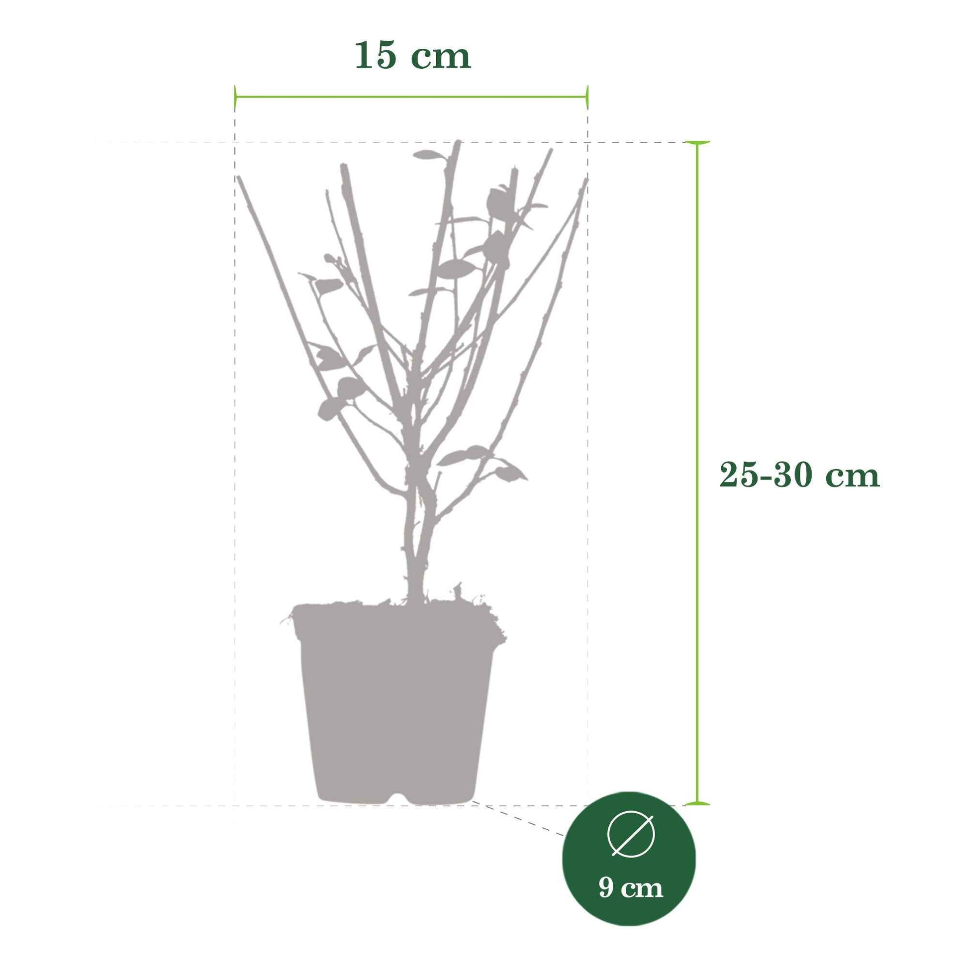 6x Cotoneaster simonsii - Plantes rustiques