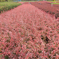 3x Épine-vinette 'Natasza' rose - Plantes rustiques