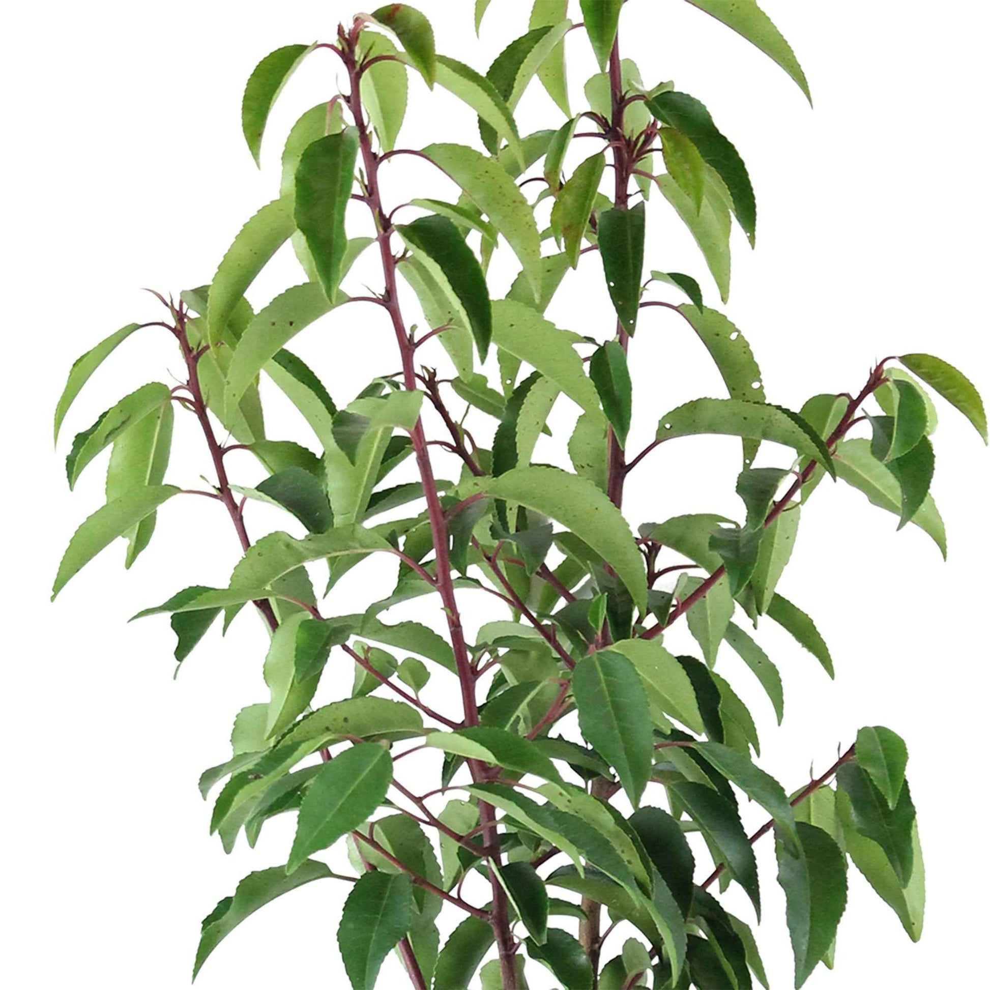 Laurier-cerise Prunus 'Angustifolia' vert - Arbustes à papillons et plantes mellifères