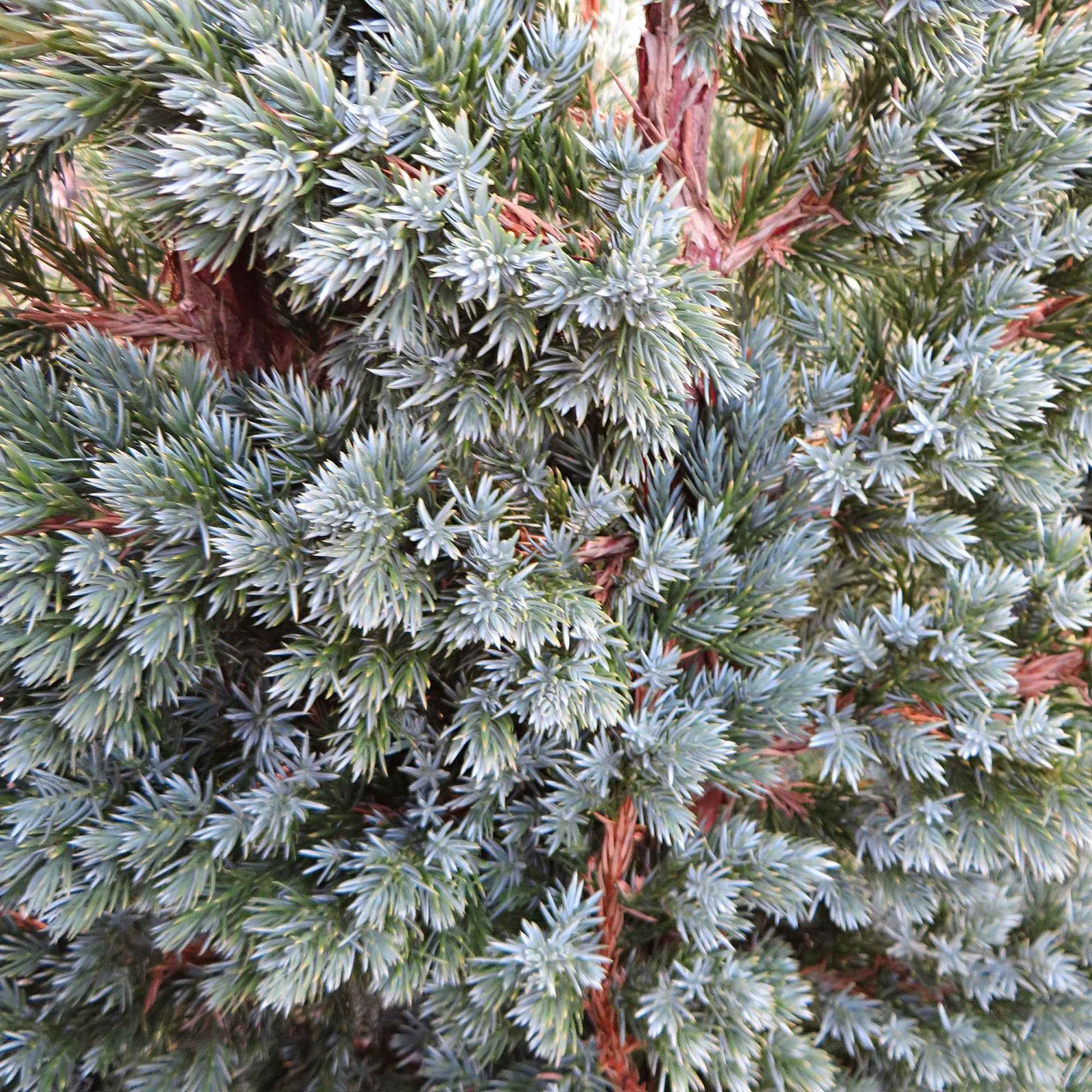 3x Genévrier 'Meyeri' bleu-gris - Caractéristiques des plantes