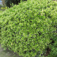 6x Couvre-sol - Fusain 'Emerald Gaiety' - Arbustes fleuris