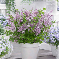 Lilas nain 'Flowerfesta Purple' violet - Arbustes