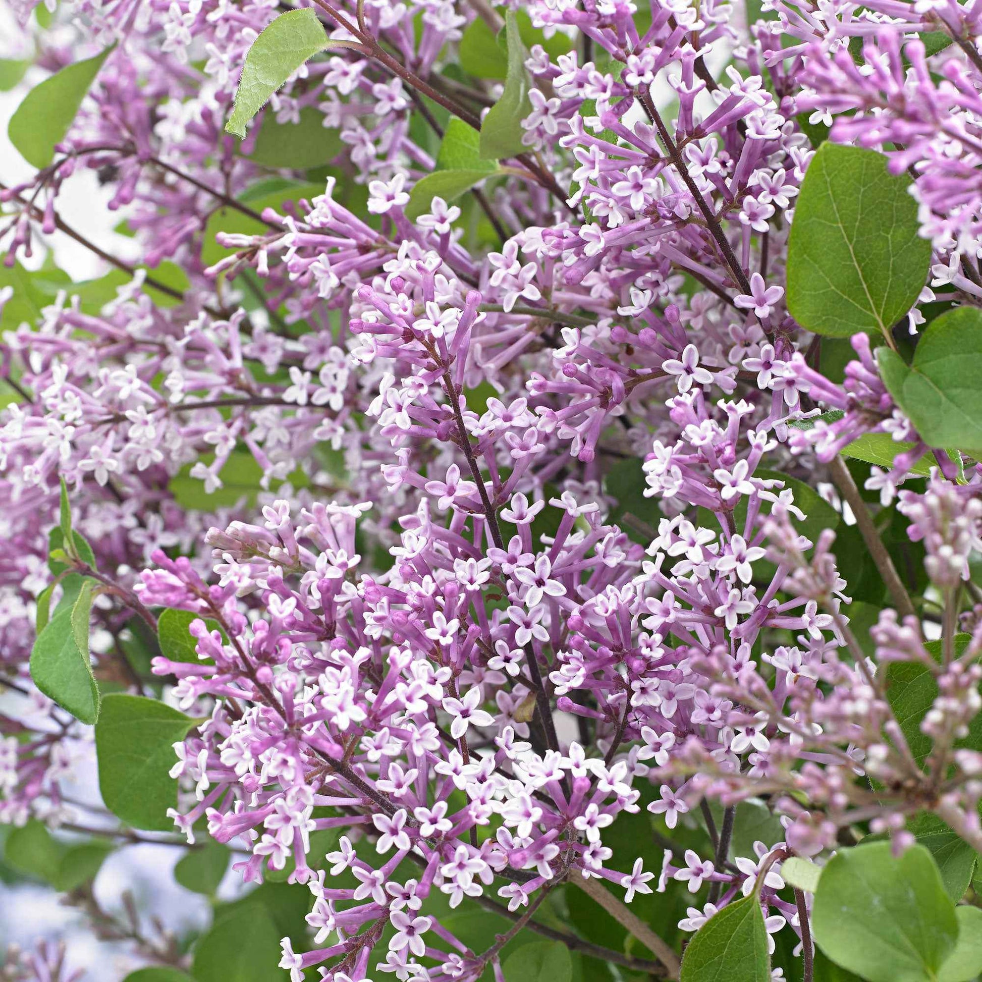 Lilas nain 'Flowerfesta Purple' violet - Arbustes à fleurs
