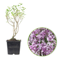 Lilas nain 'Flowerfesta Purple' violet - Arbustes fleuris