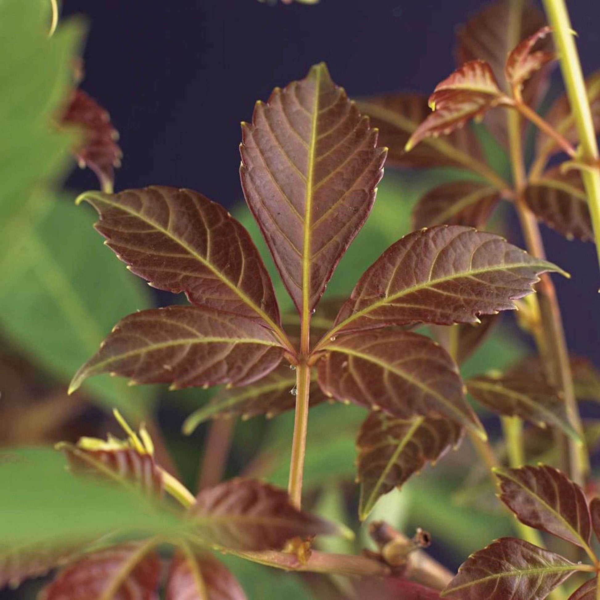 Vigne vierge Parthenocissus 'Henryana' vert-rouge - Arbustes