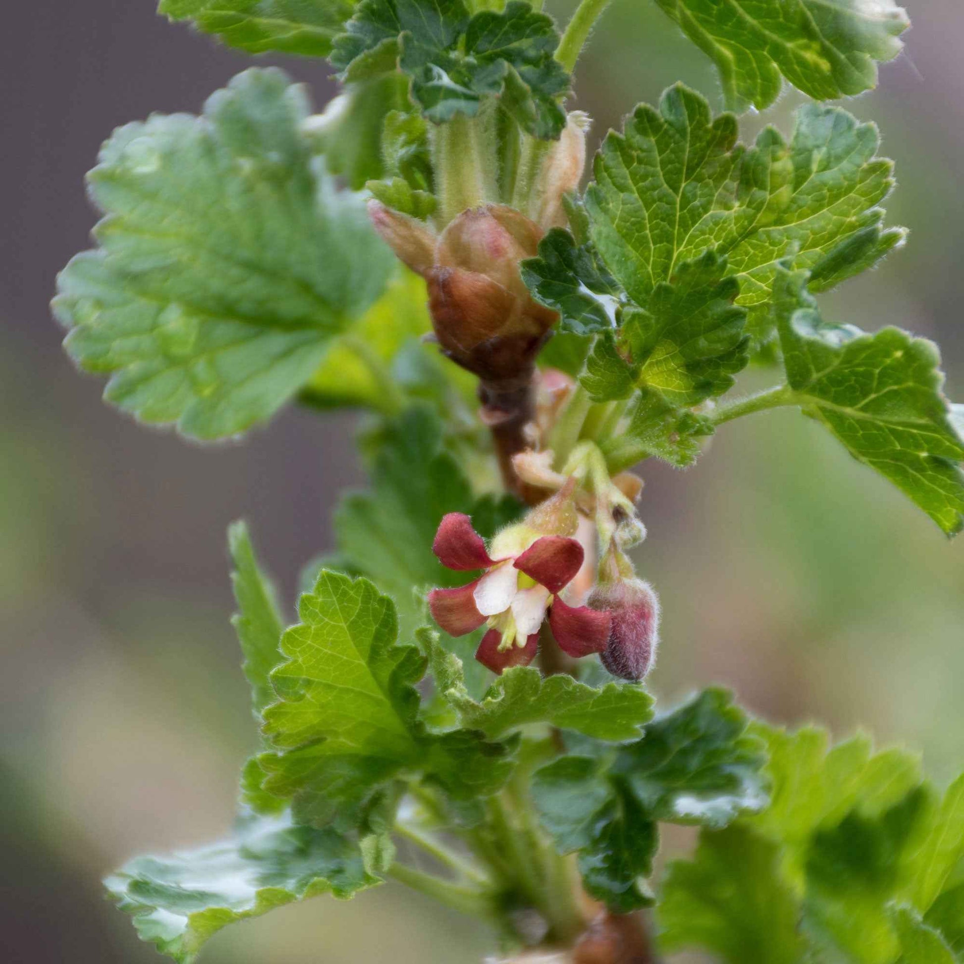 Groseille à maquereau Ribes 'Lady Late' Blanc - Bio - Caractéristiques des plantes