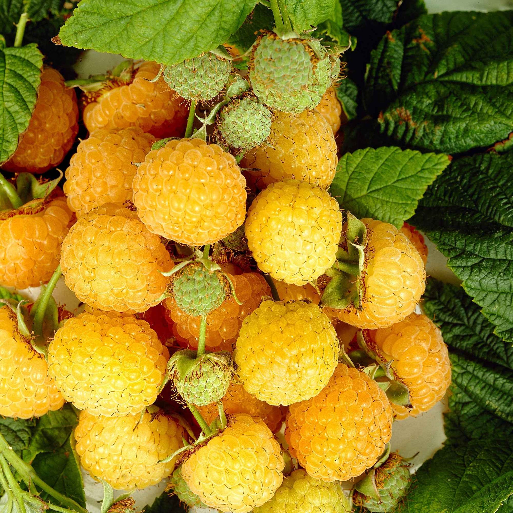 Framboise Rubus 'Twotimer Sugana Yellow' Jaune - Bio - Framboisiers