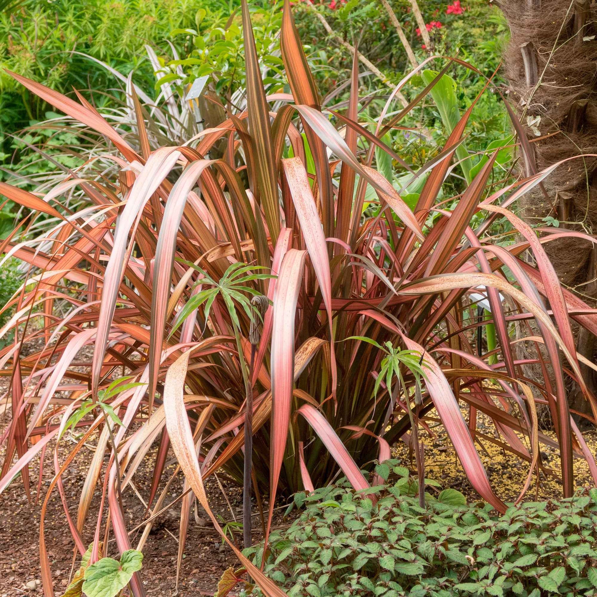 Lin de Nouvelle-Zélande 'Pink Flamingo' Rose-Vert - Caractéristiques des plantes