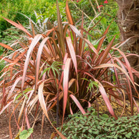 Lin de Nouvelle-Zélande 'Pink Flamingo' Rose-Vert - Plantes d'extérieur