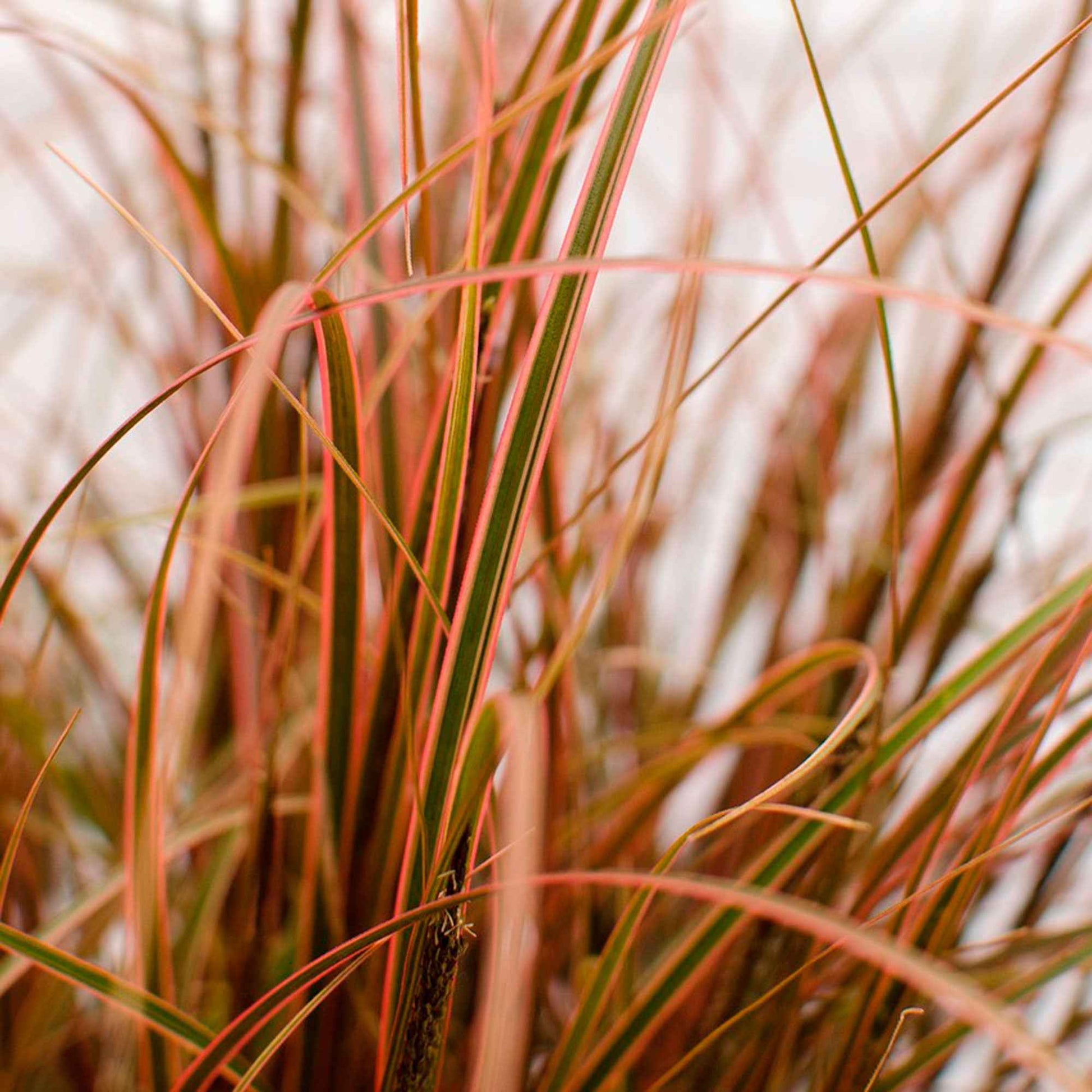 Carex rouge 'Everflame' rouge - Plantes d'extérieur