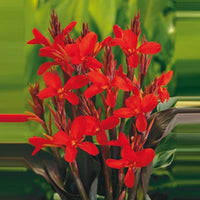 Balisier Canna rouge - Plante des marais, Plante de berge - Bassin moderne