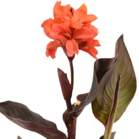 Balisier Canna rouge - Plante des marais, Plante de berge - Plantes de bassin