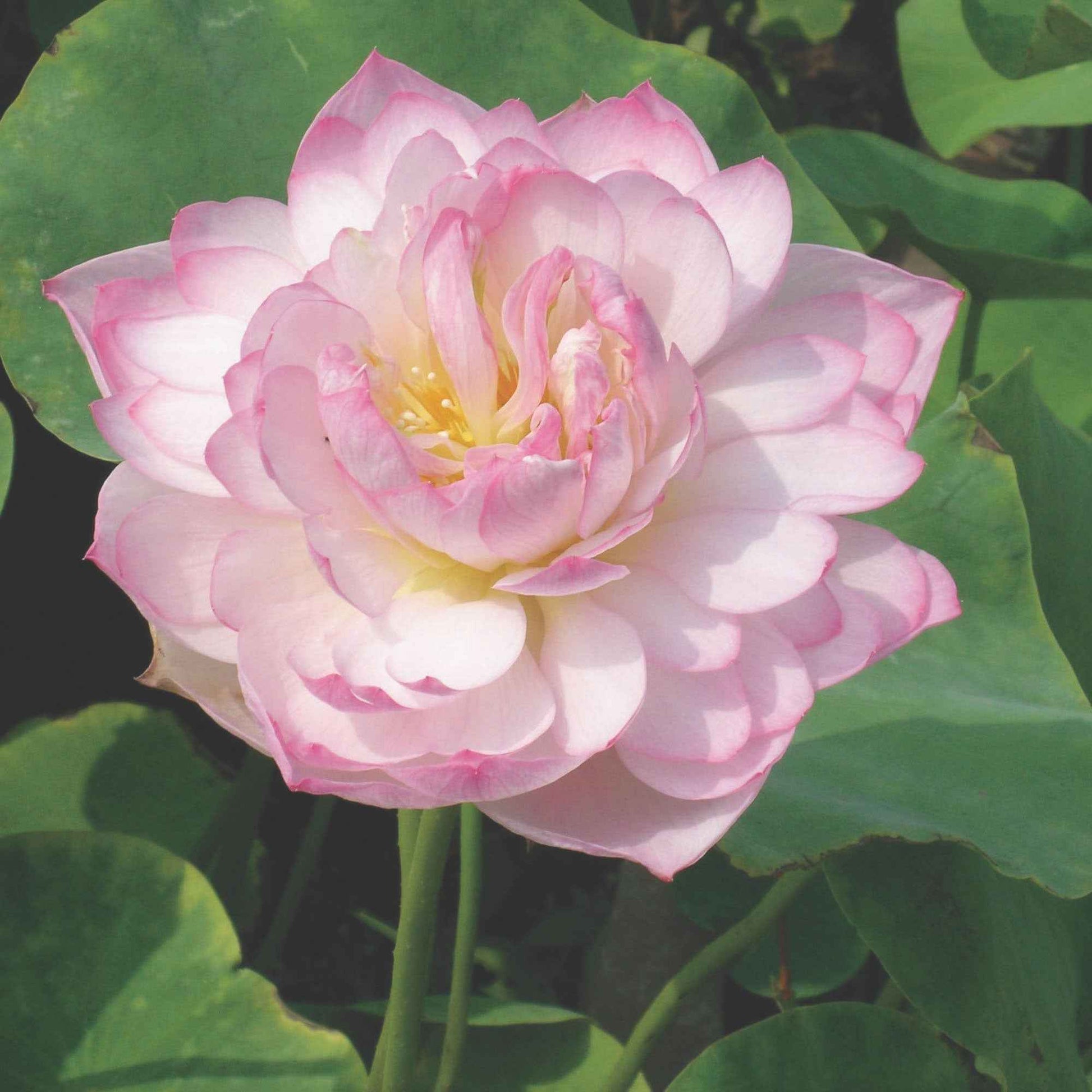 Lotus rose - Bassin naturel